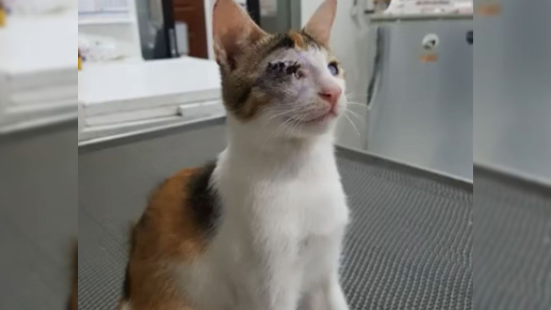 This Chicago Couple Rescued A Blind Calico