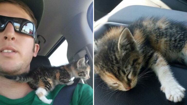 Tiny Kitten Crawling Helplessly On Texas Road