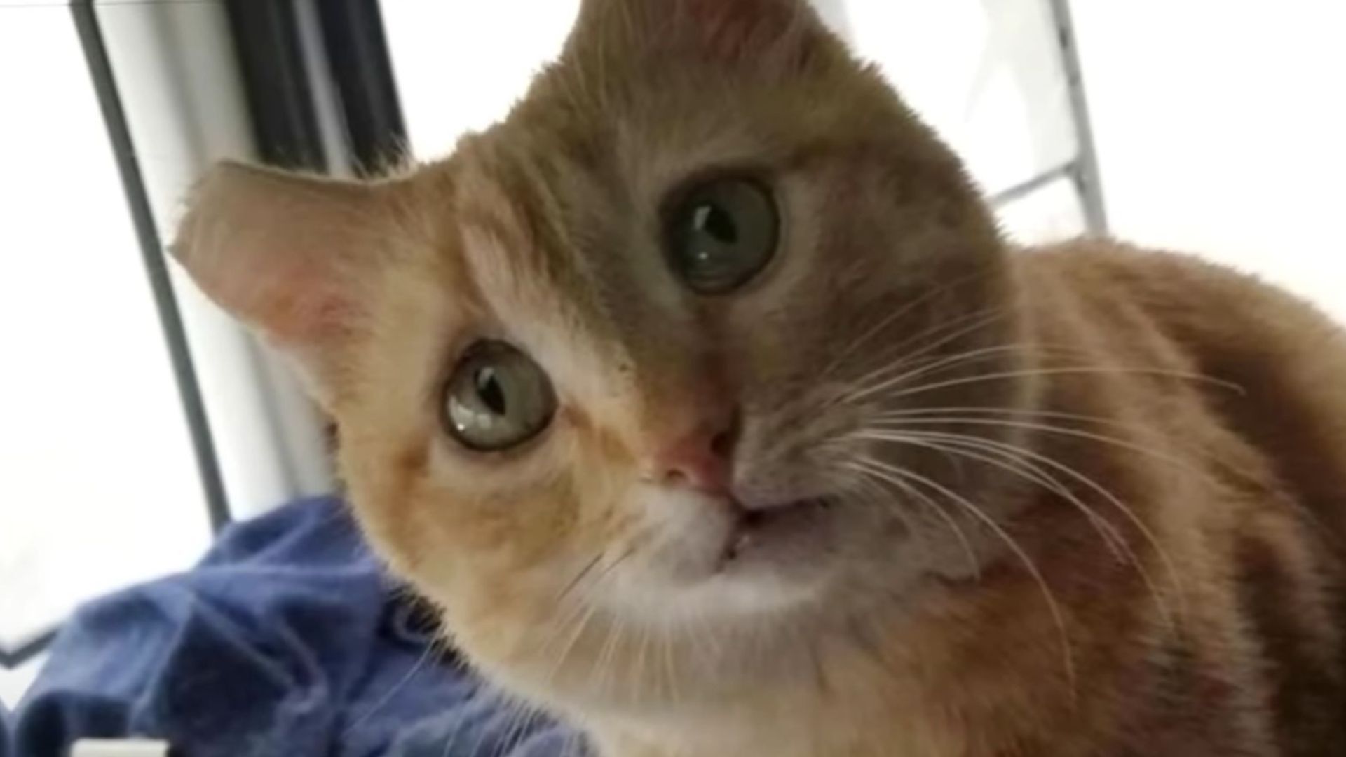 Trucker Loses Beloved Cat