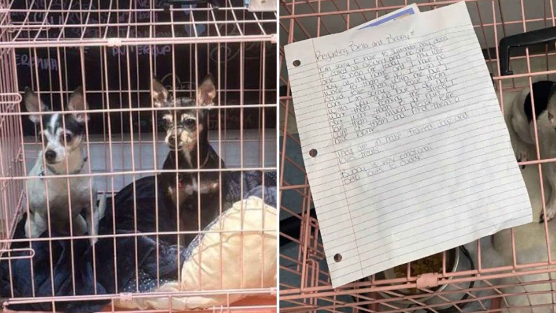 Two Chihuahuas Found At Pennsylvania Shelter With A Note