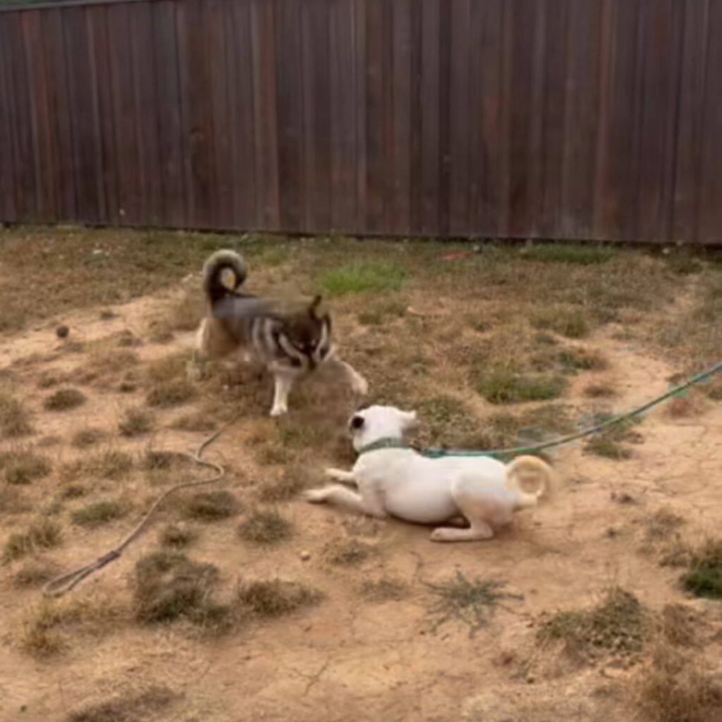 Two dogs on a leash are chasing each other