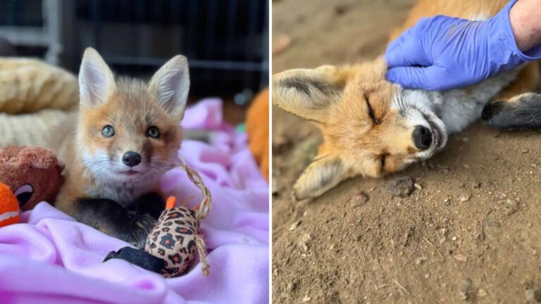 Unusual Fox In Massachusetts Rescue Surprises Everyone
