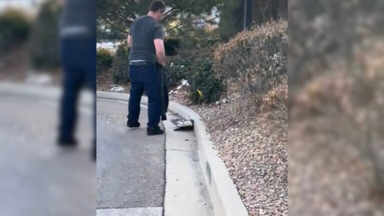 Utah Family Spots A Clump Of Feathers Blocking A Drive-Thru
