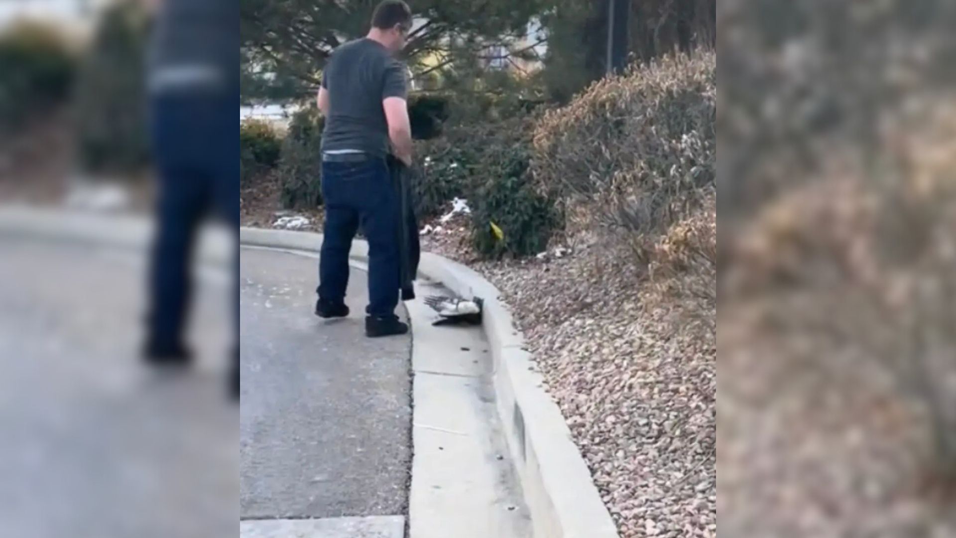 Utah Family Spots A Clump Of Feathers Blocking A Drive-Thru