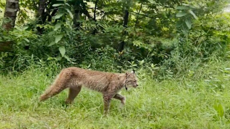 Vermont Man Makes A Stunning Discovery After Spotting