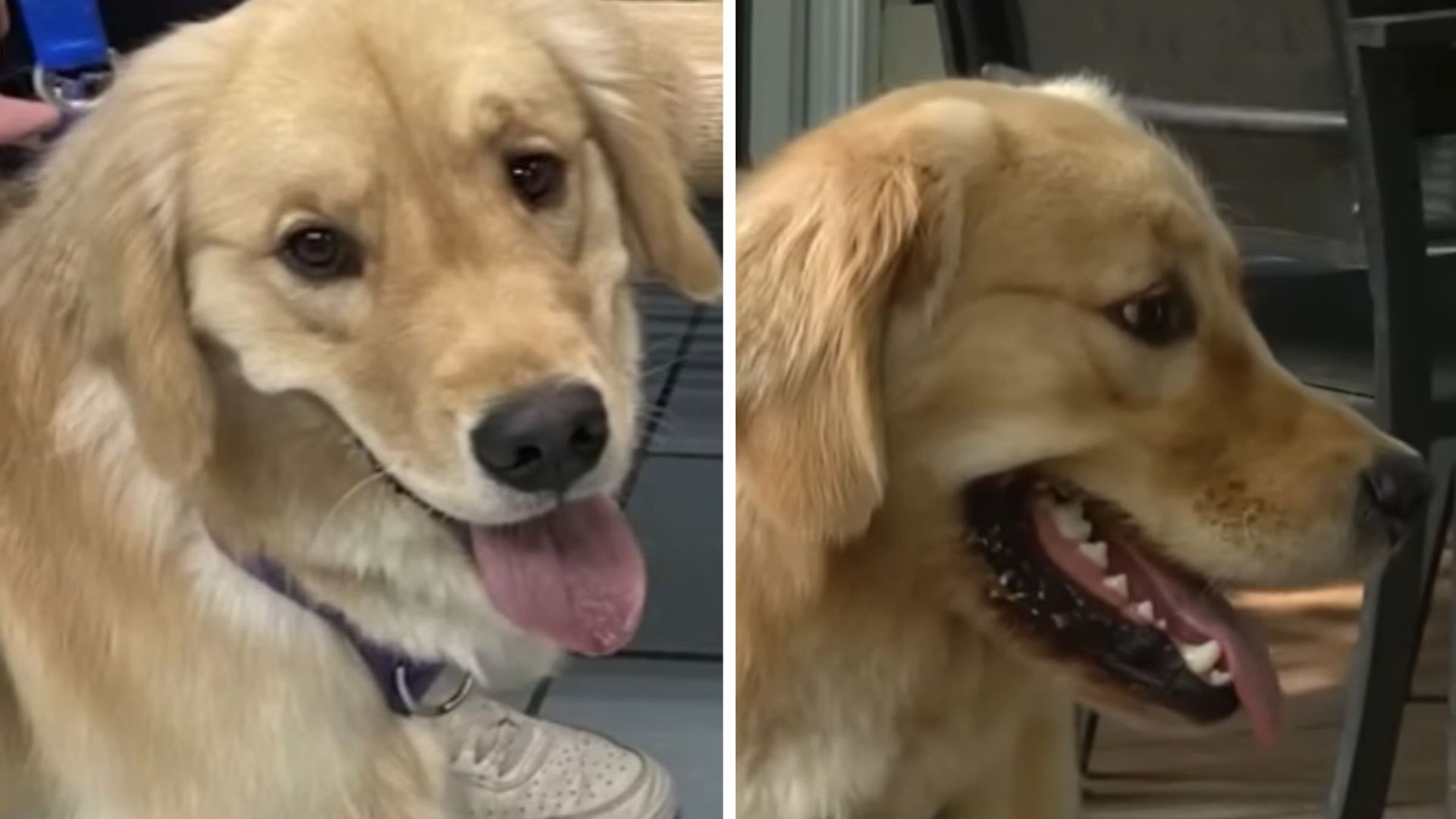 Virginia Family Brings Home The Wrong Dog