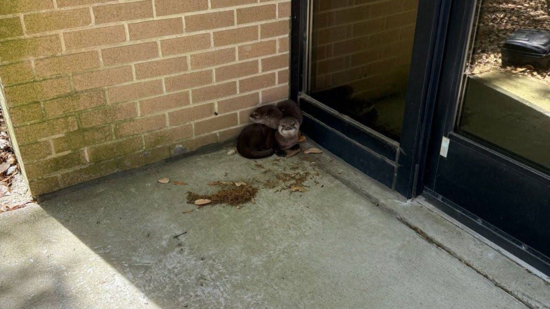 Two Wild Babies Show Up At Their Door