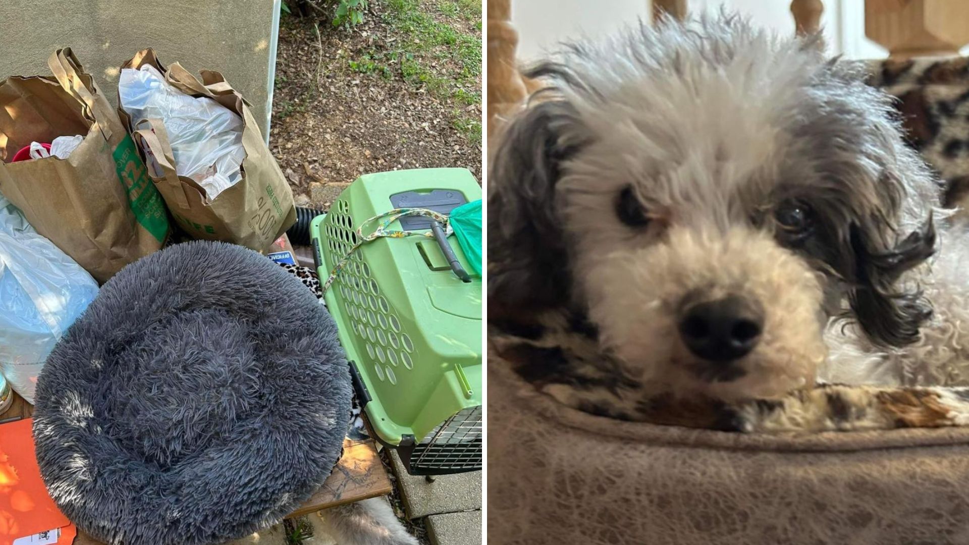 Virginia Team Finds Senior Dog At Parking Lot