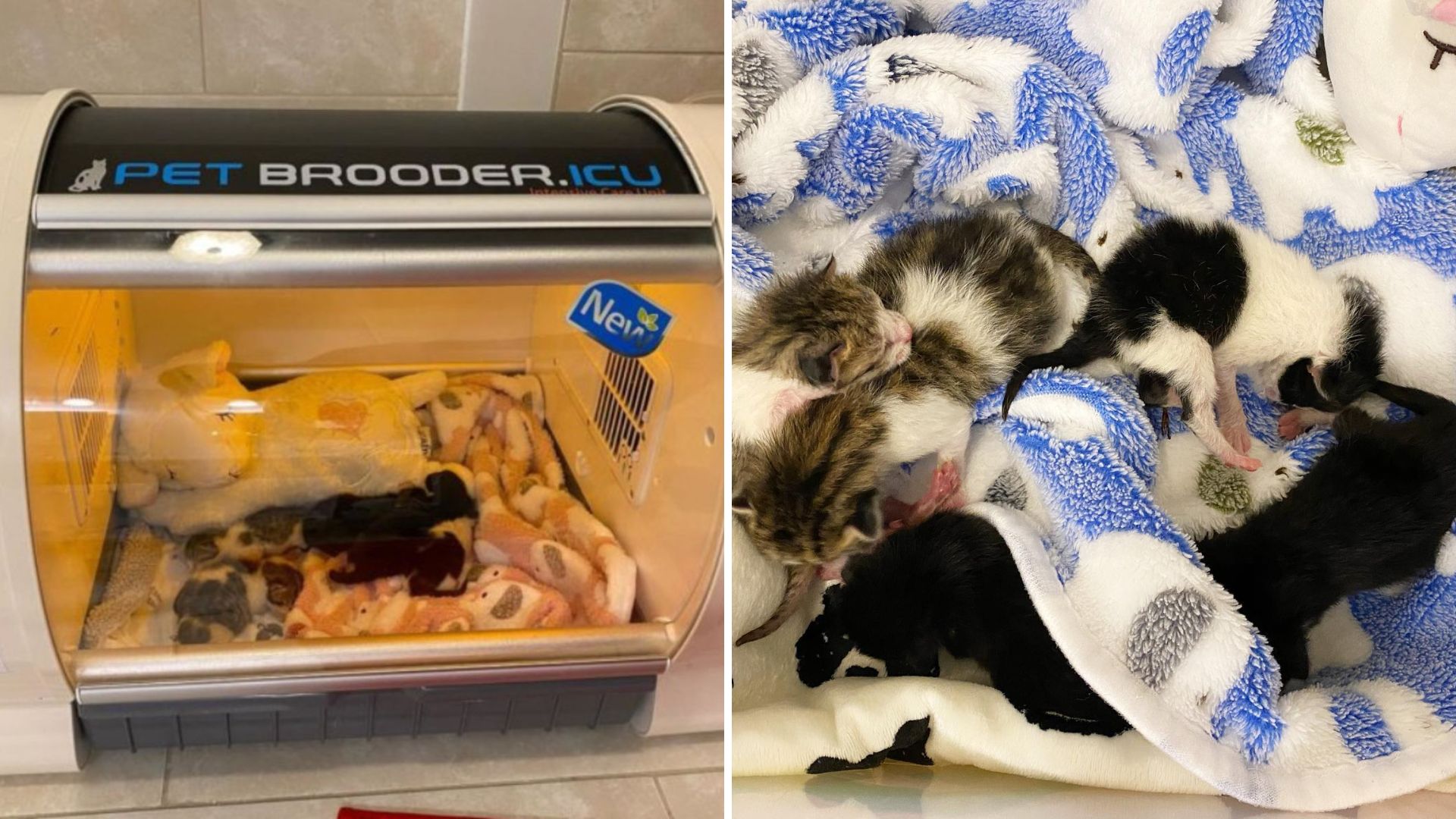 Virginia Woman Finds 5 Just-Born Kittens