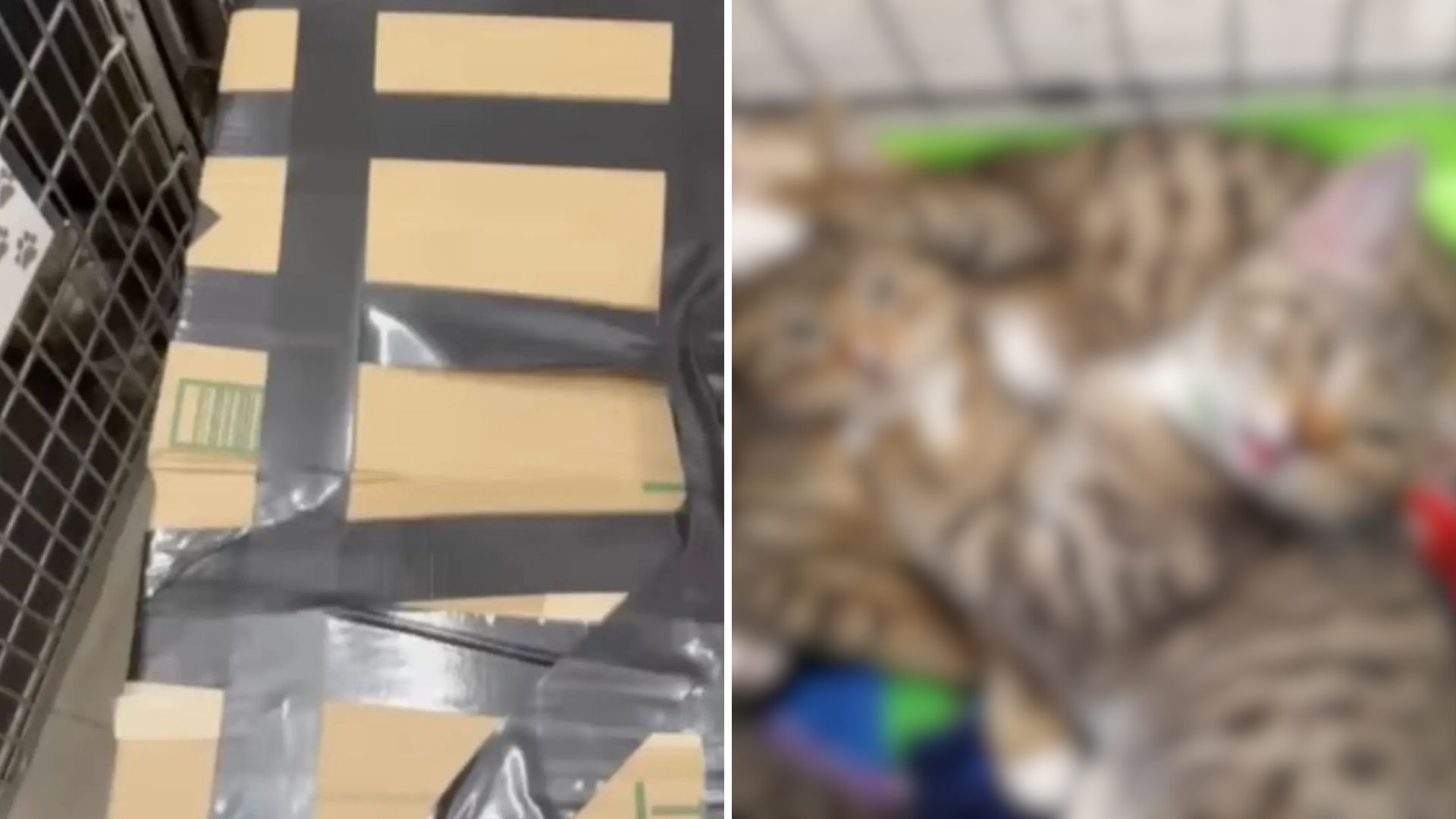 Washington Man Discovers 6 Tiny Lives