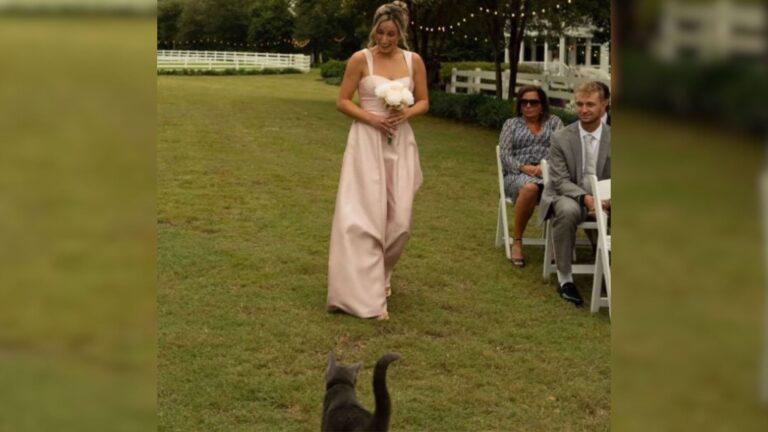Wedding In North Carolina Takes A Hilarious