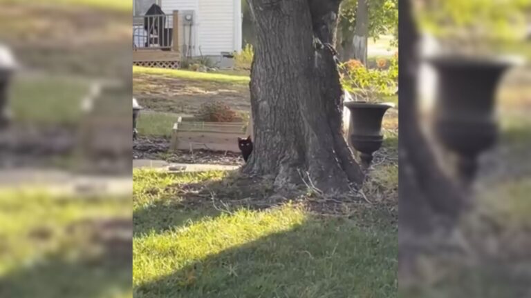 What This Maine Couple Did For Their Neighborhood Stray Cat