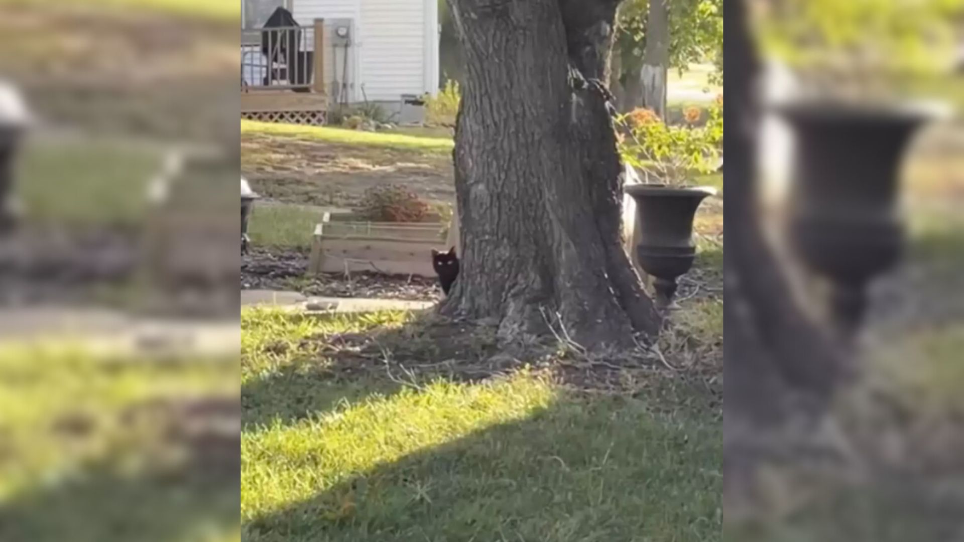What This Maine Couple Did For Their Neighborhood Stray Cat