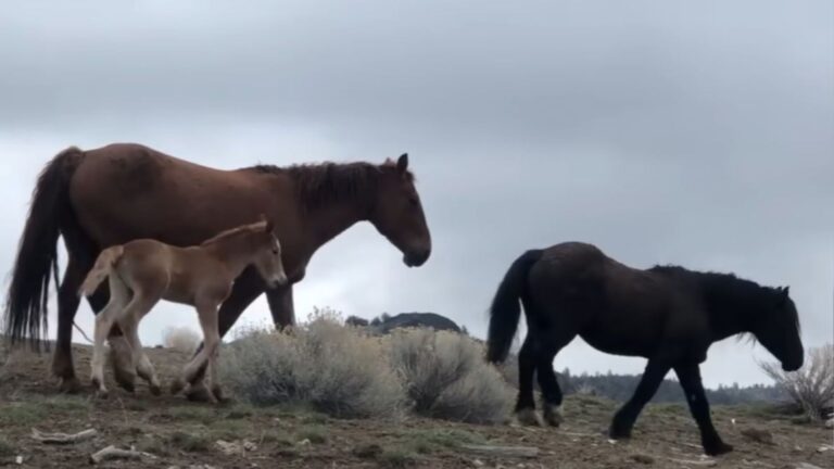 Wild Stallion Left Heartbroken After Being Separated