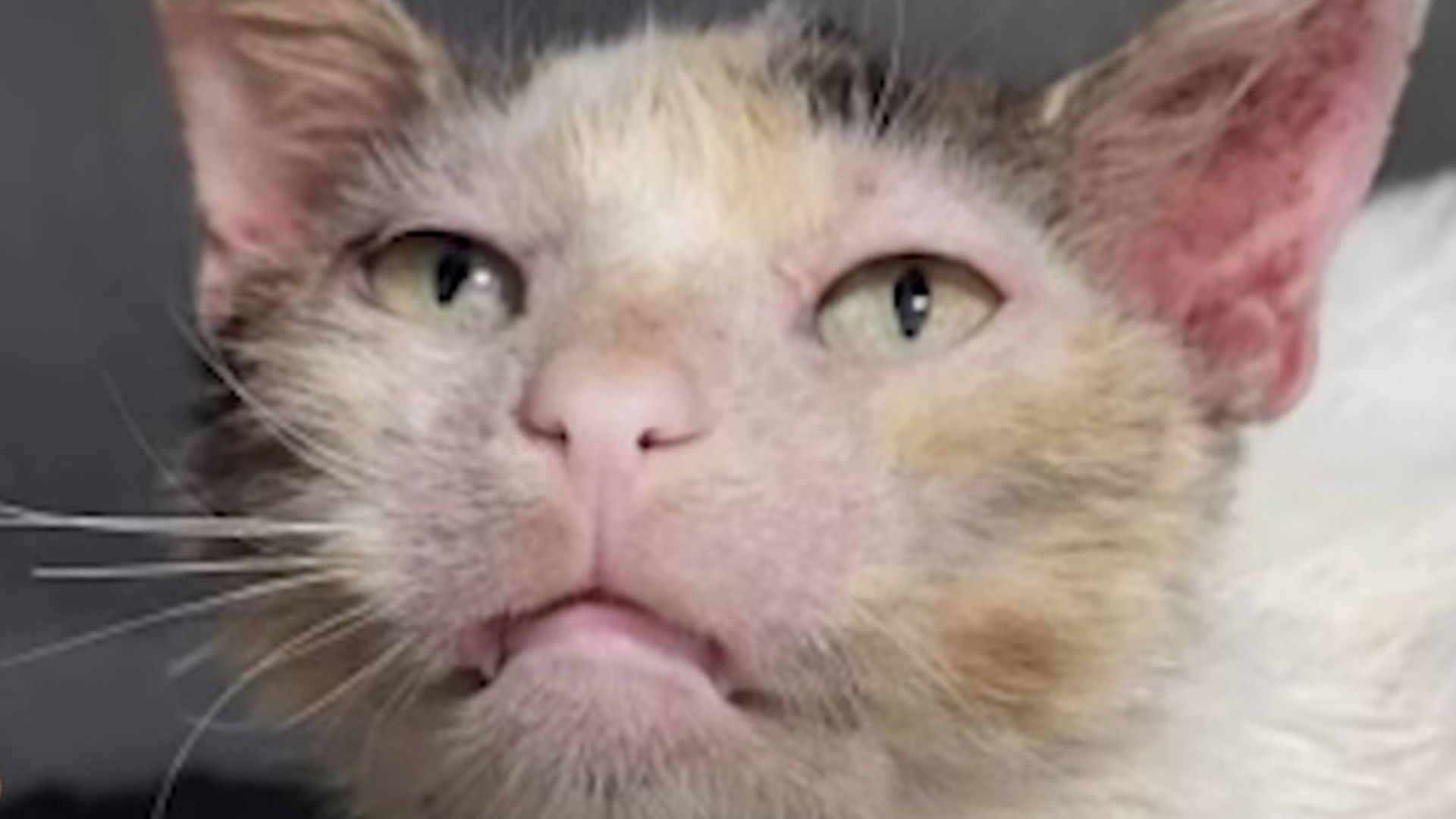 Wisconsin Rescuers Return Lost Cat To Owners