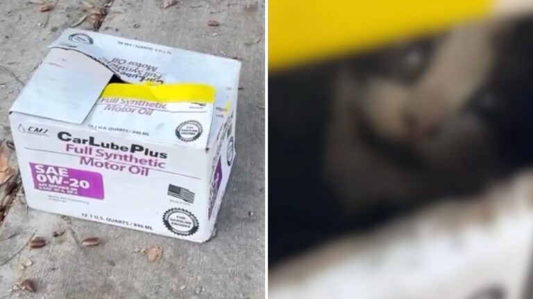 Woman Spots 4 Desperate Eyes Peering Out Of A Box