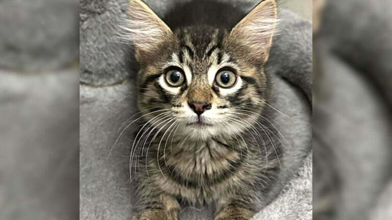 Woman Walks Into Virginia Store With Kitten In Her Bag