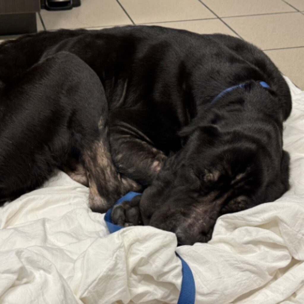 a black dog lies on a white sheet
