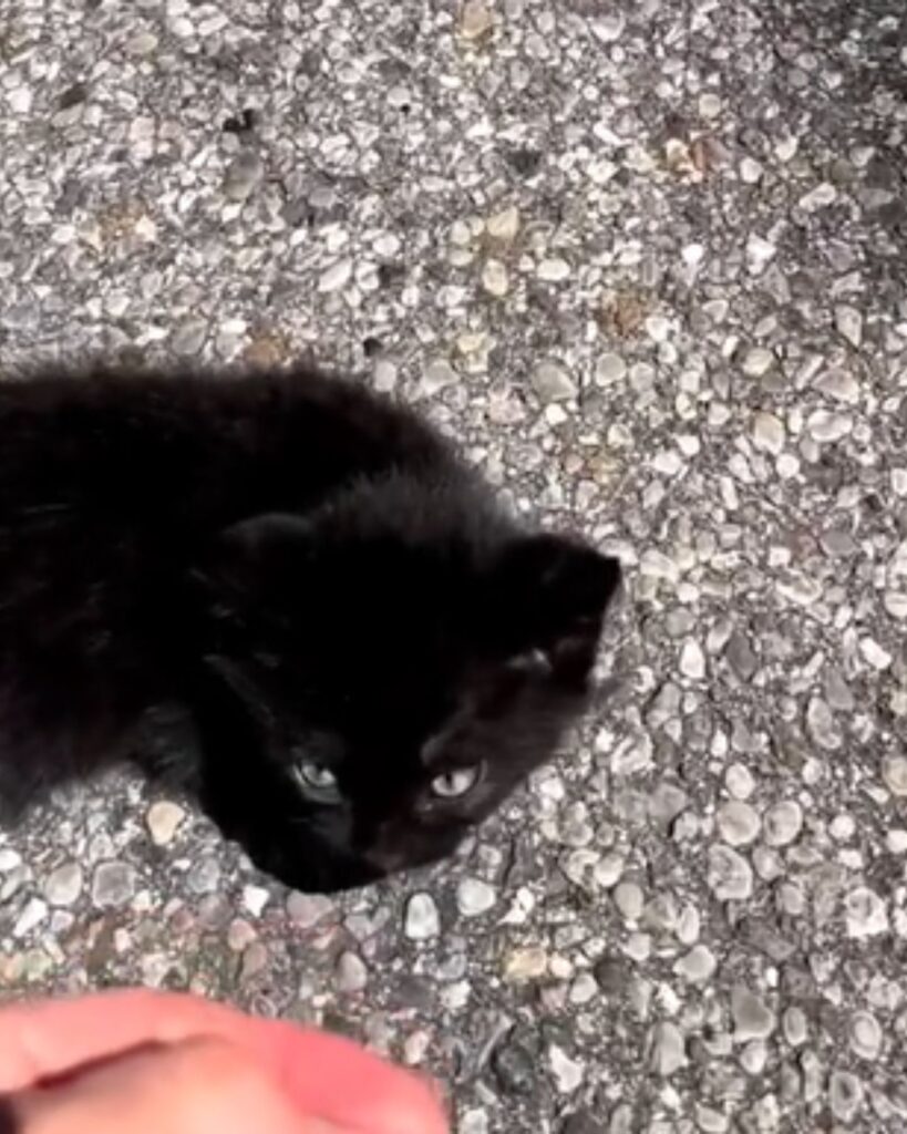 a black kitten stands on the stones