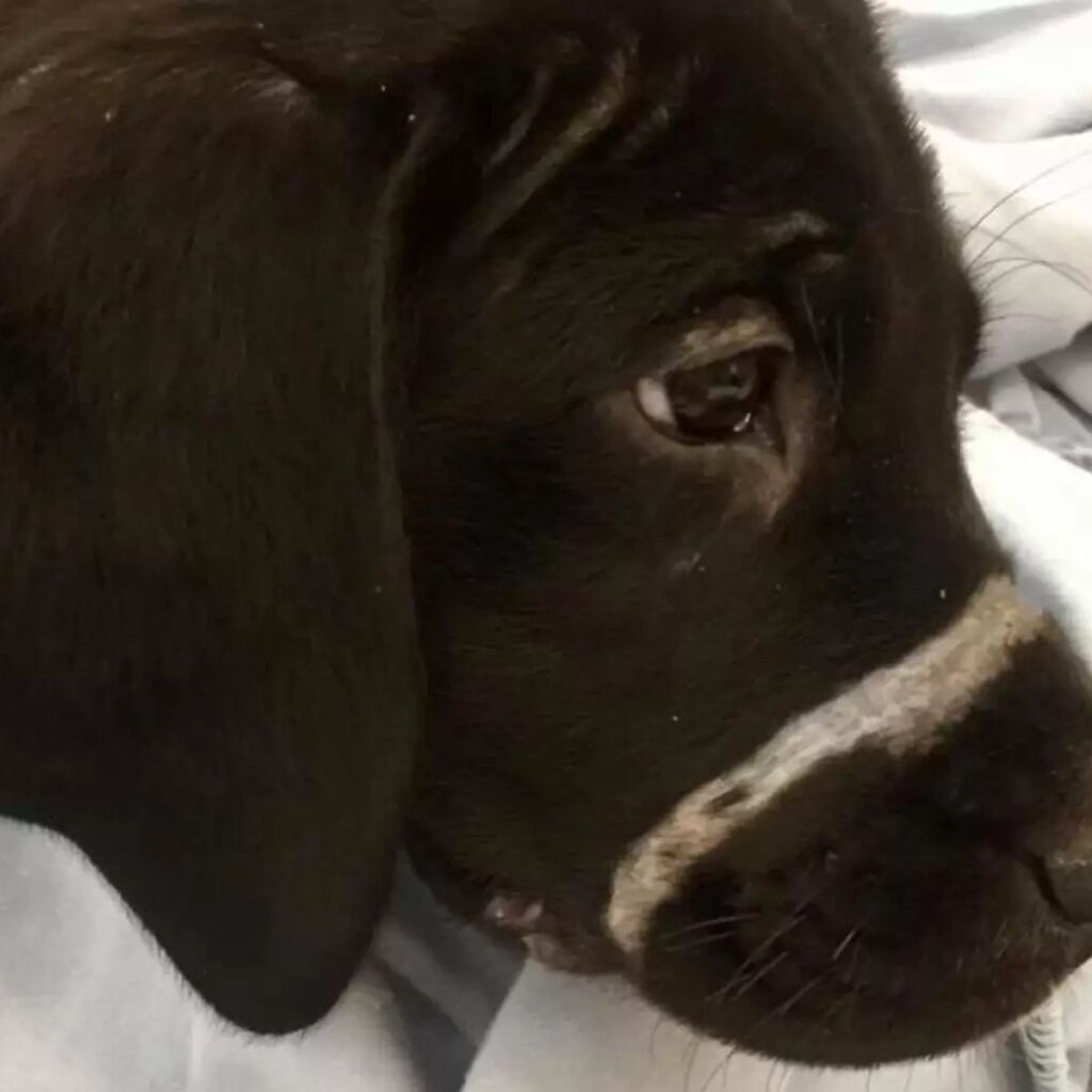 a black sad dog lies