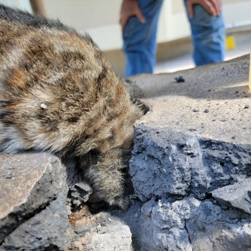 a cat stuck between stones