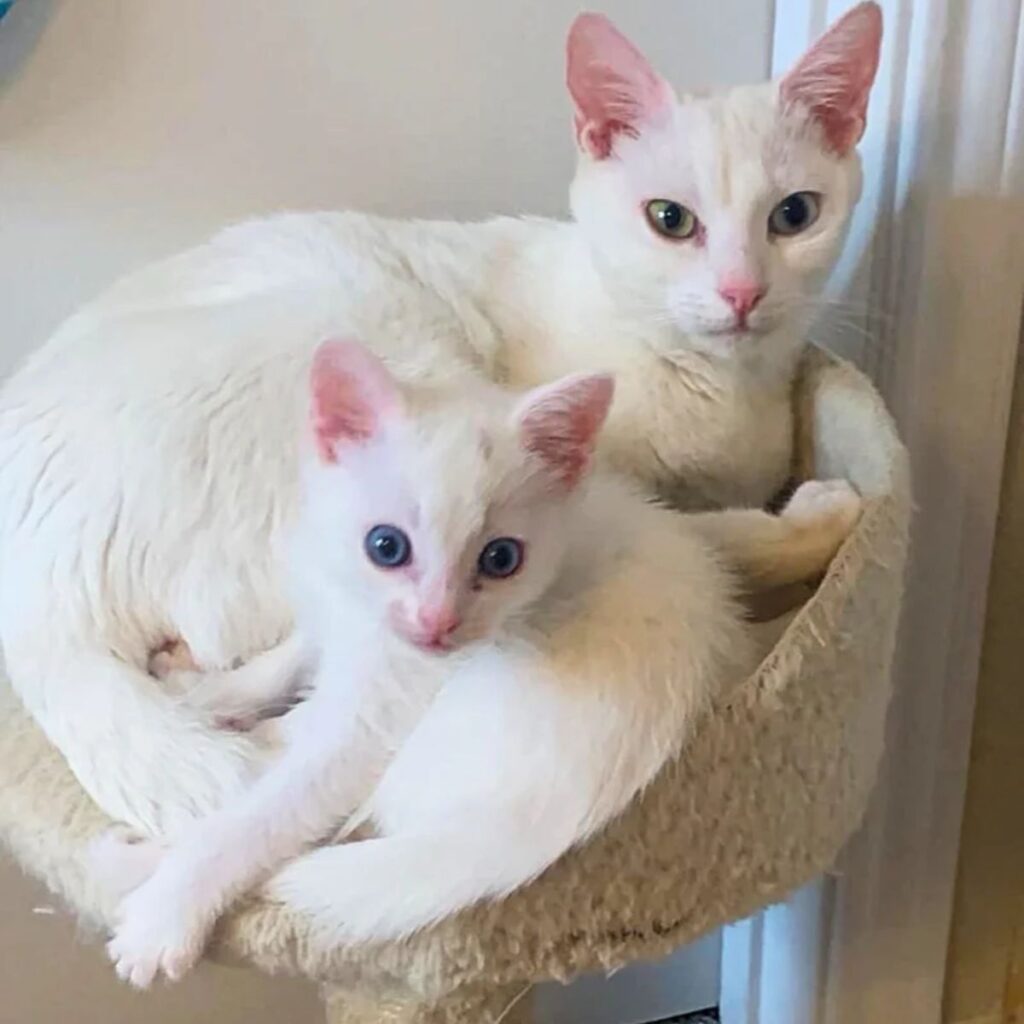 a cat with a kitten lies in a scratching post