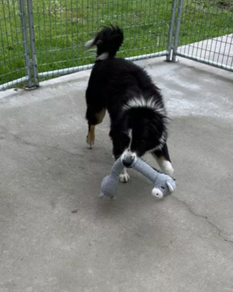 a dog with a stuffed toy in its mouth