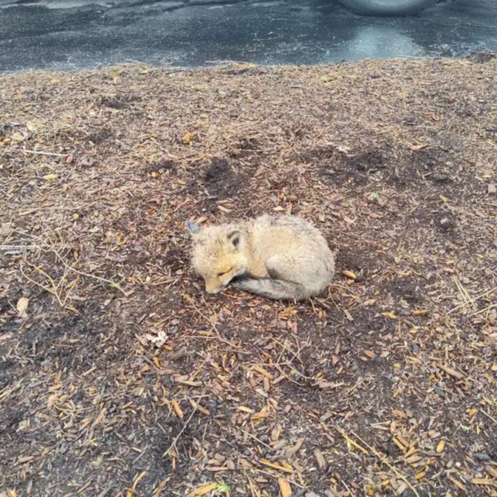a fox gathered on leaves