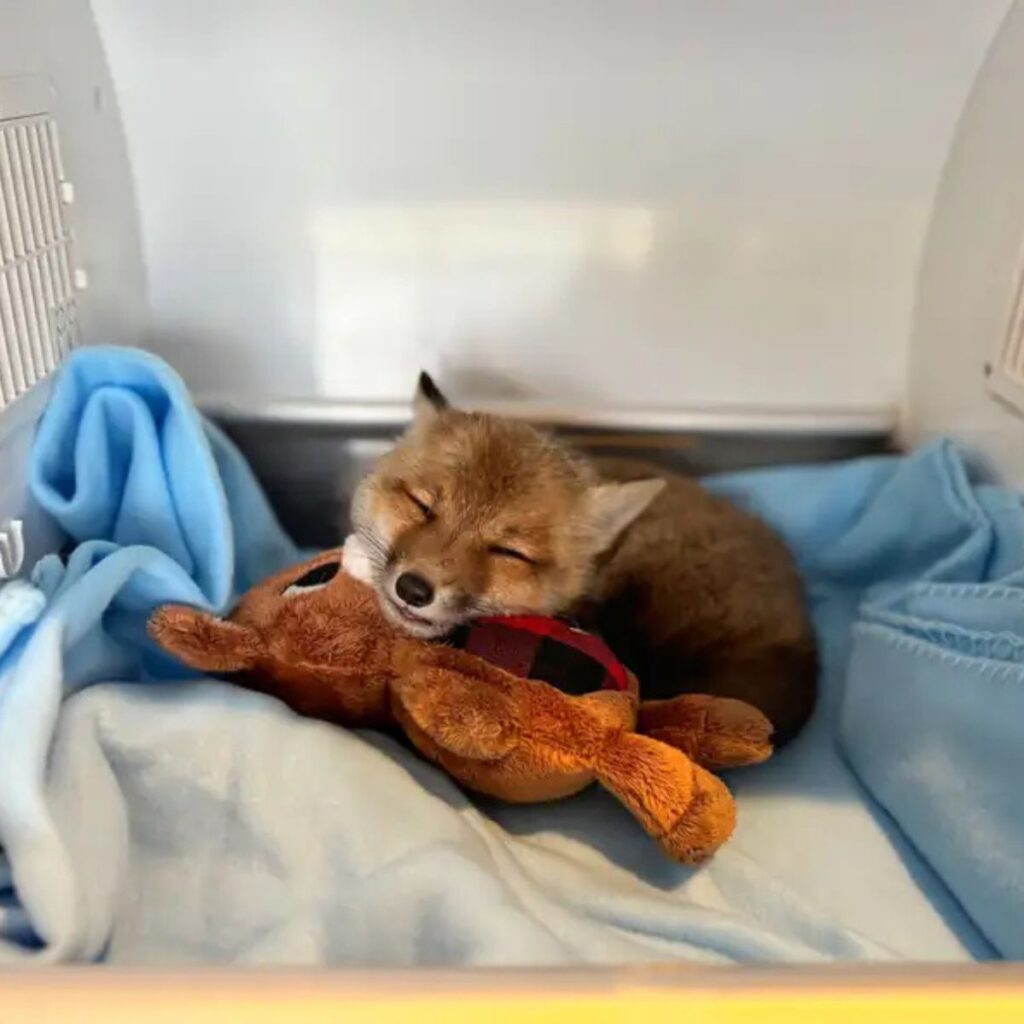 a fox lies on a stuffed toy