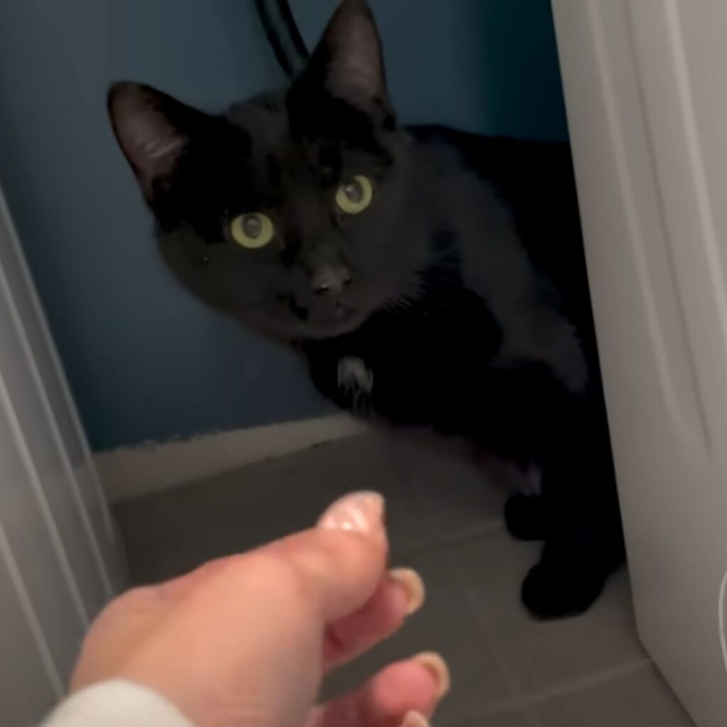 a girl approaches a black cat