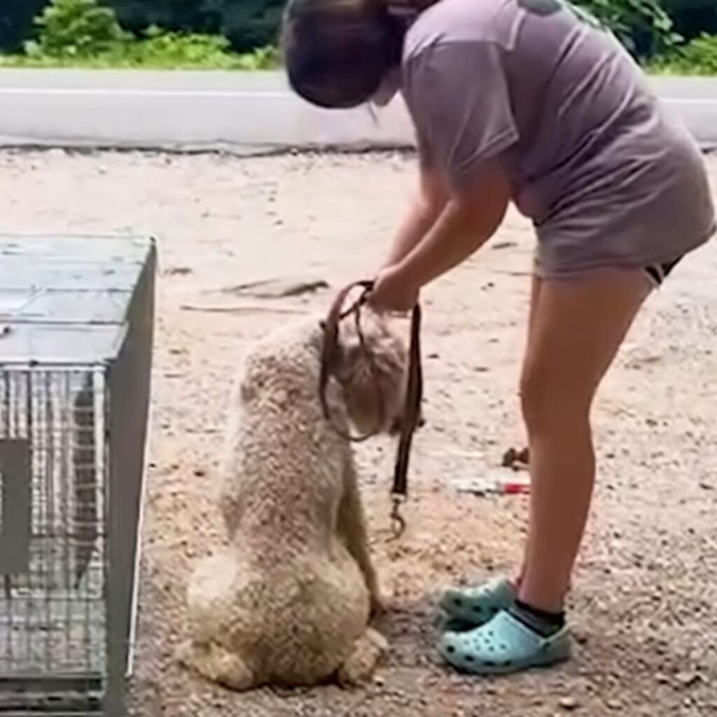 a girl holding a dog on a leash