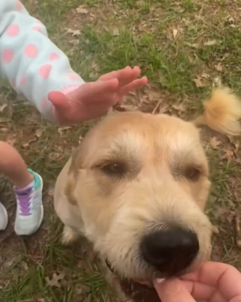 a girl petting a dog