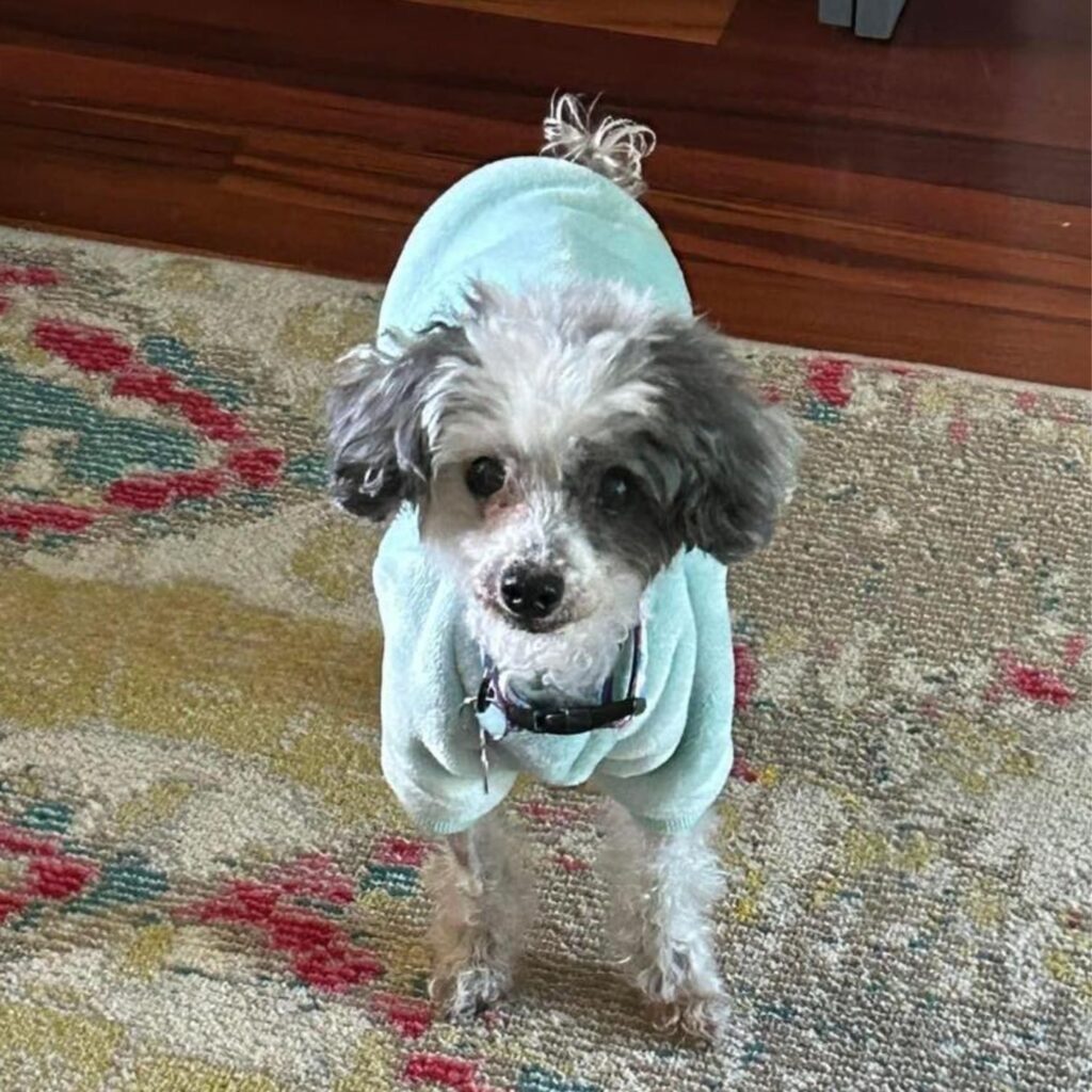 a gray-white dog stands on the carpet and looks in front of him