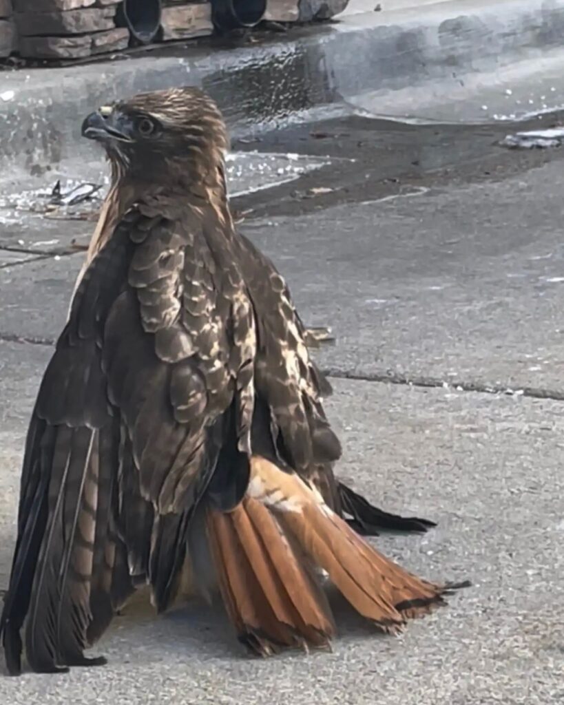 a hawk on the sidewalk sits stands
