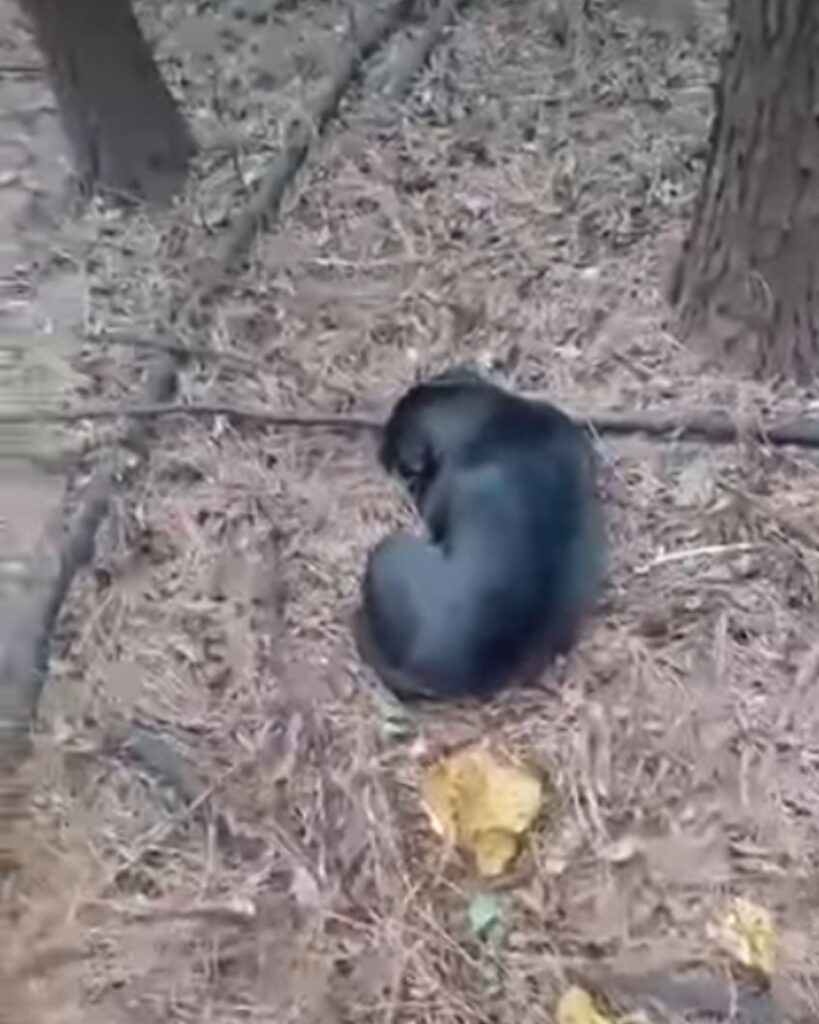 a huddled dog lies on the leaves