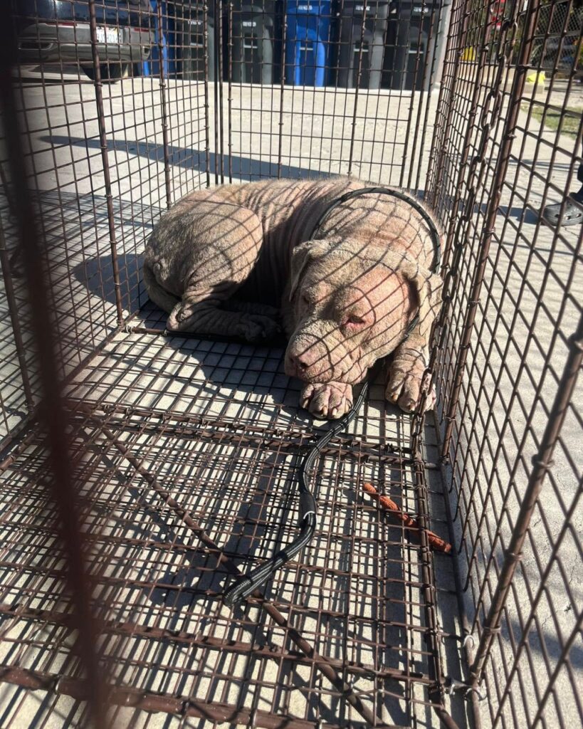 a huge dog in a cage