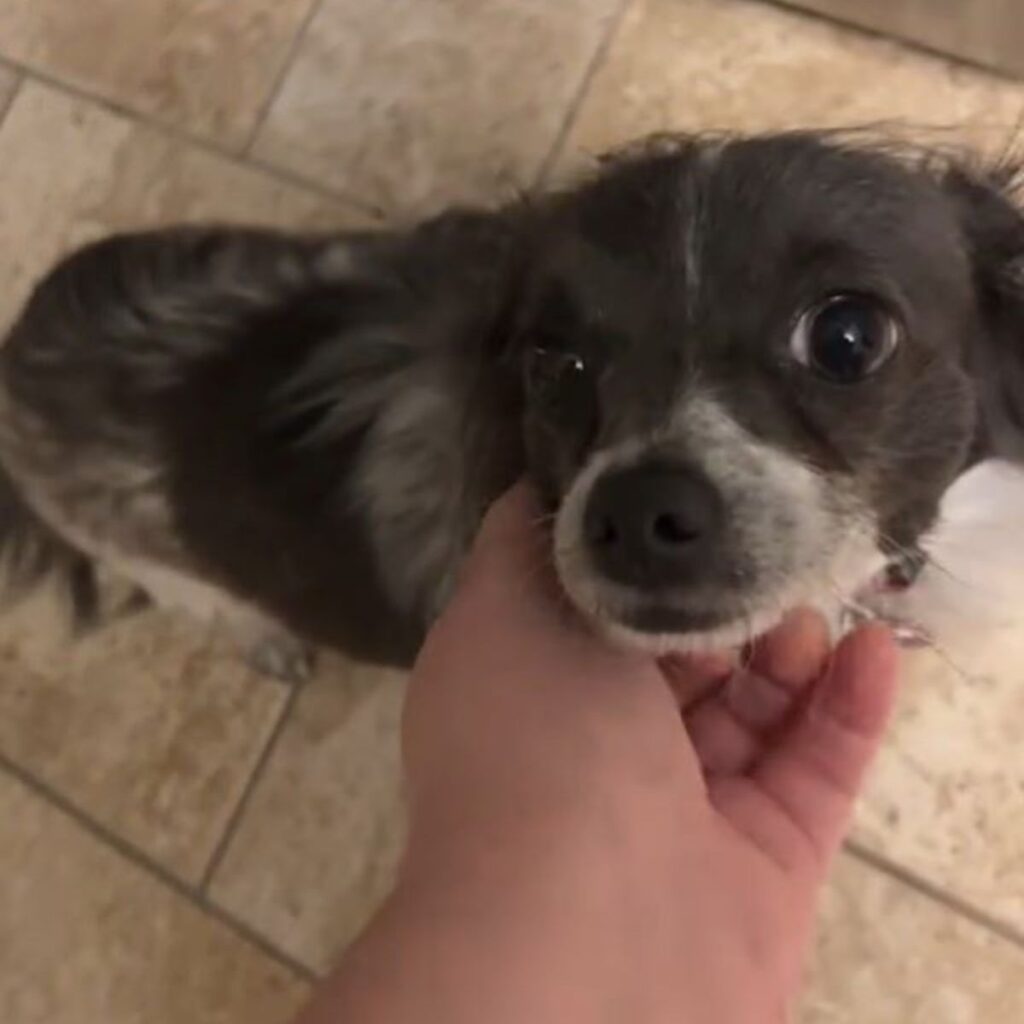 a man holds a dog by the chin