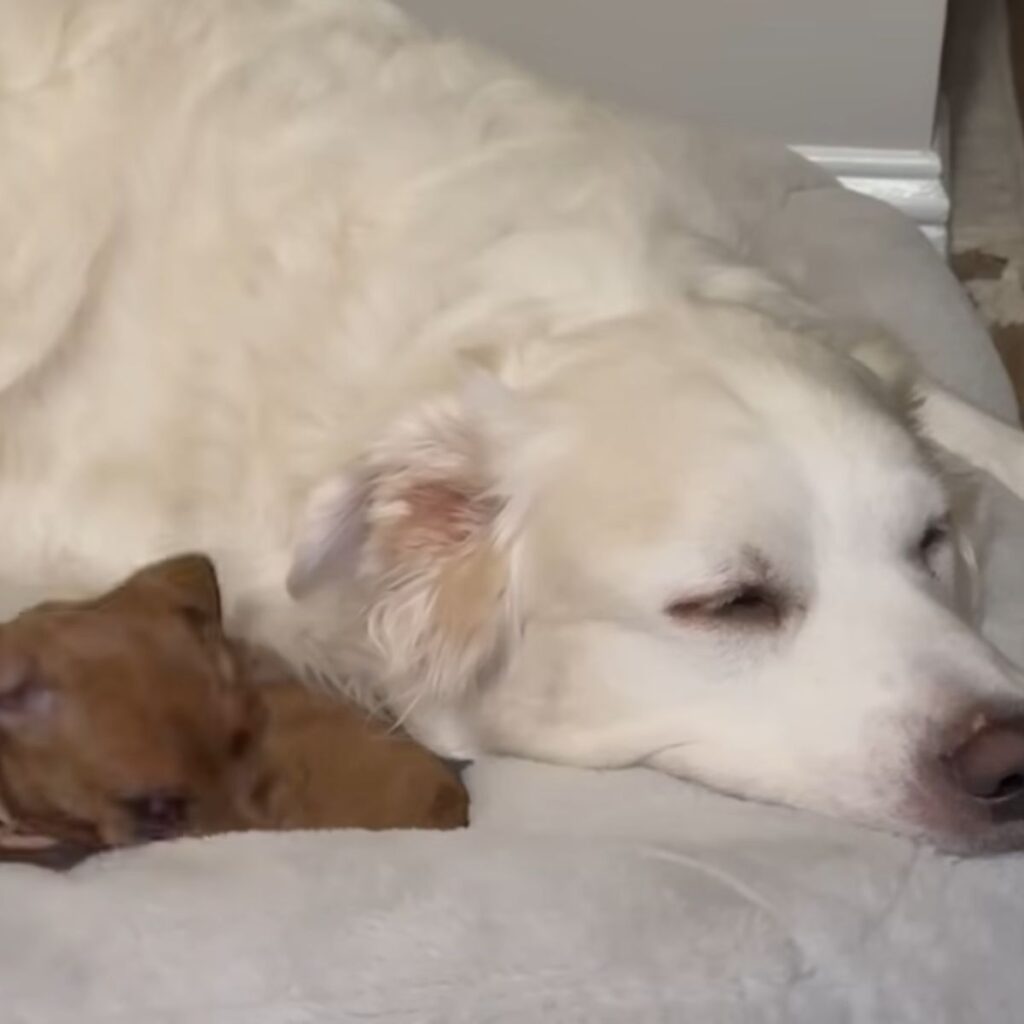 a white dog and a puppy are lying next to each other
