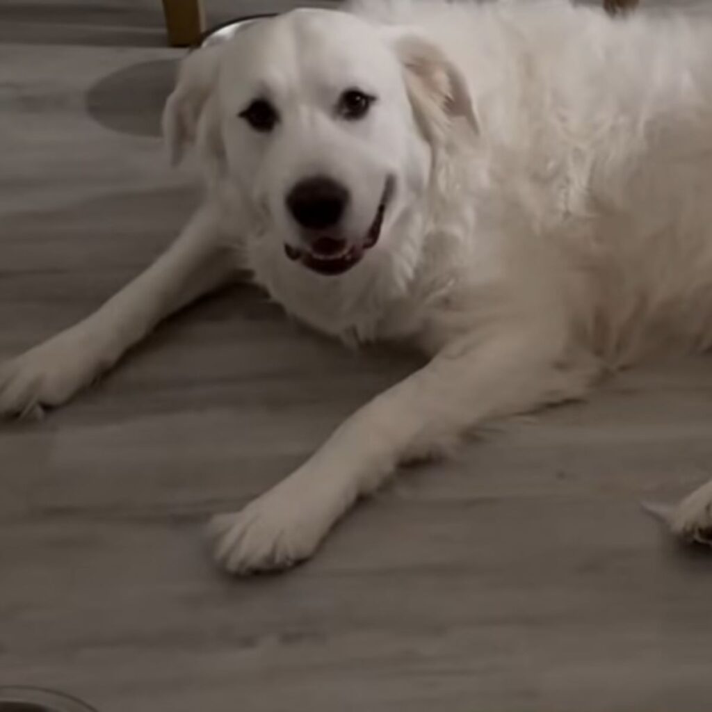 a white dog lies on the laminate