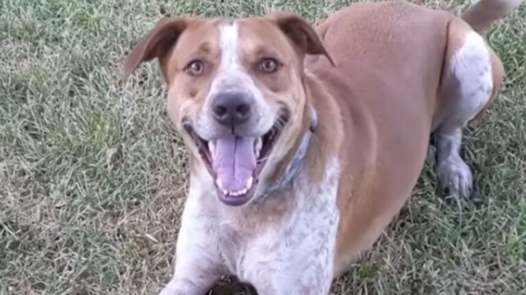 Stray Dog Visits Family Porch In Texas, Then Returns With An Unexpected Companion