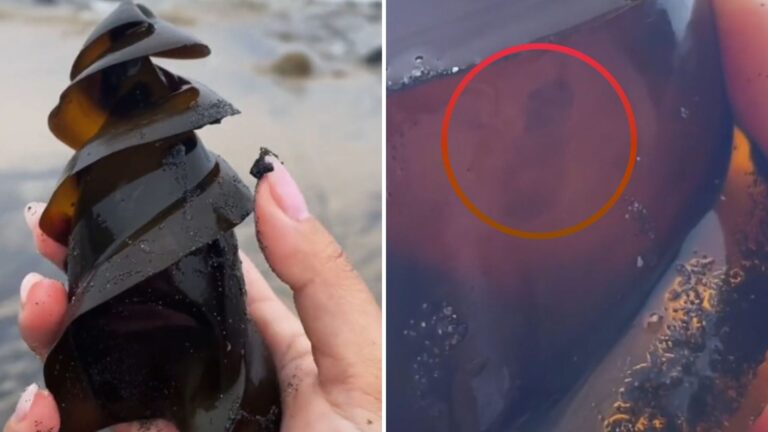Woman Finds Alien-Looking Object On California Beach, Then Realizes Something’s Moving Inside