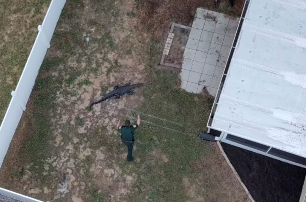 alligator and police officer