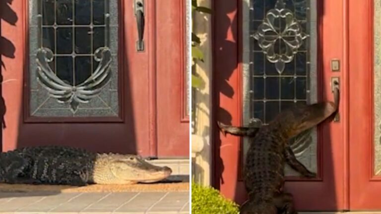 Giant Alligator Shows Up At Florida Woman’s Door And Actually Knocks Like He Knows The Rules