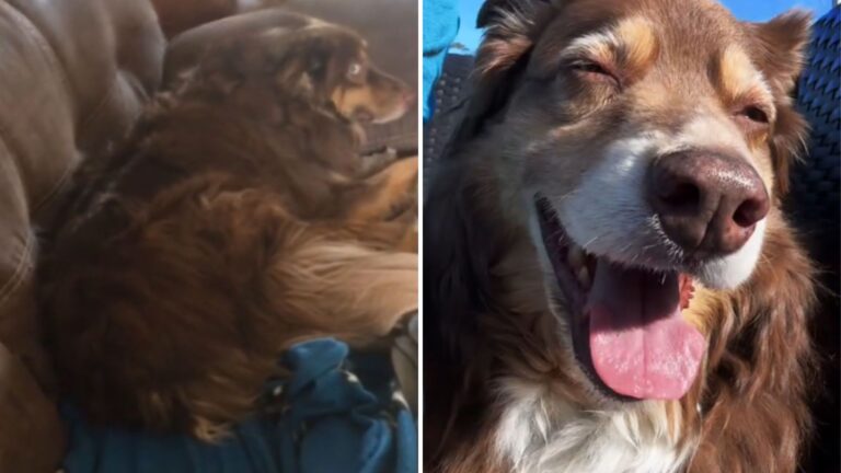 Ohio Dog Wants Nothing To Do With Owner But Watch What Happens When Her Favorite Song Comes On
