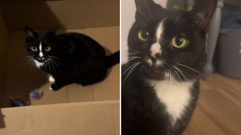 California Cat Breaks The Internet With His Cutest Little “Lowercase” Meow