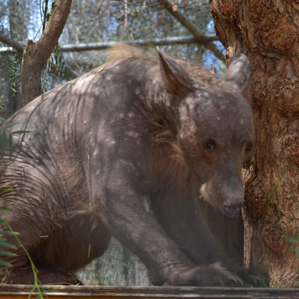 bald bear by the tree