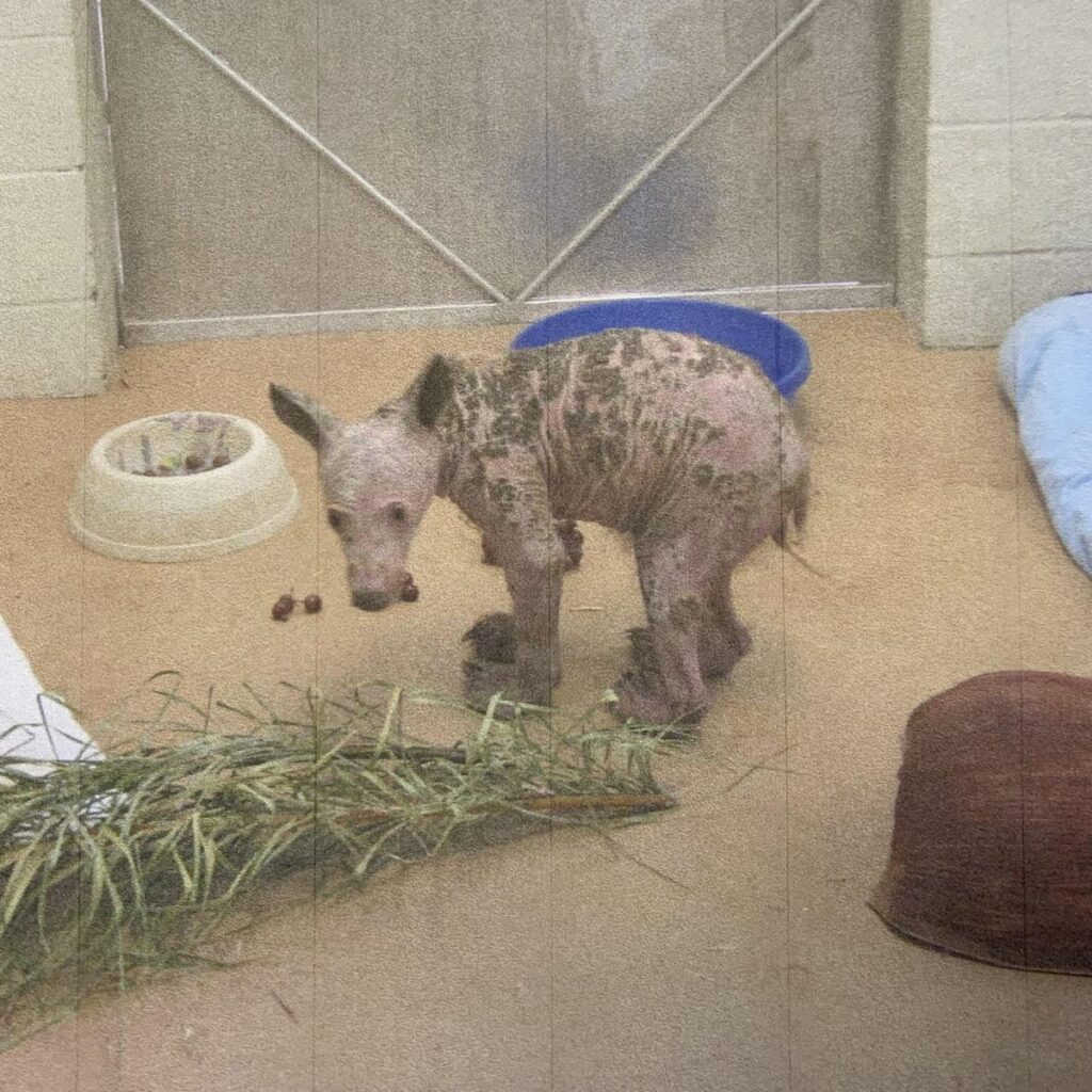 bald bear in shelter
