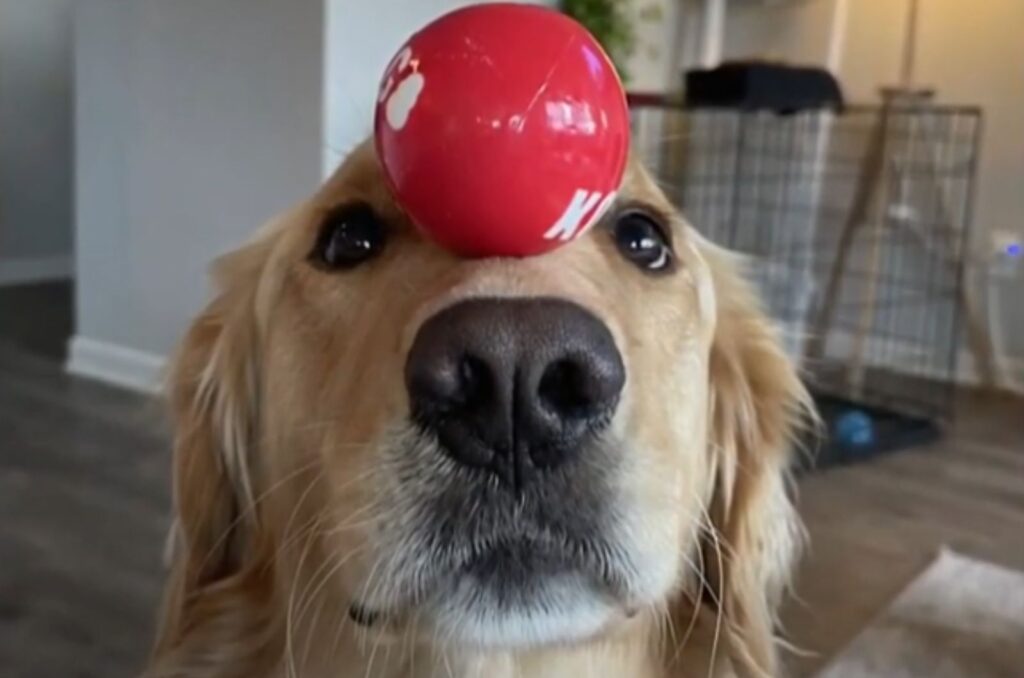 ball on dog's snout
