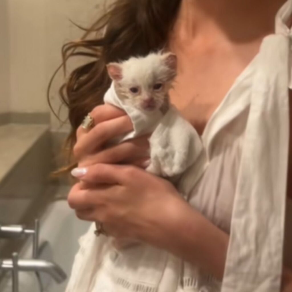 bathed kitten