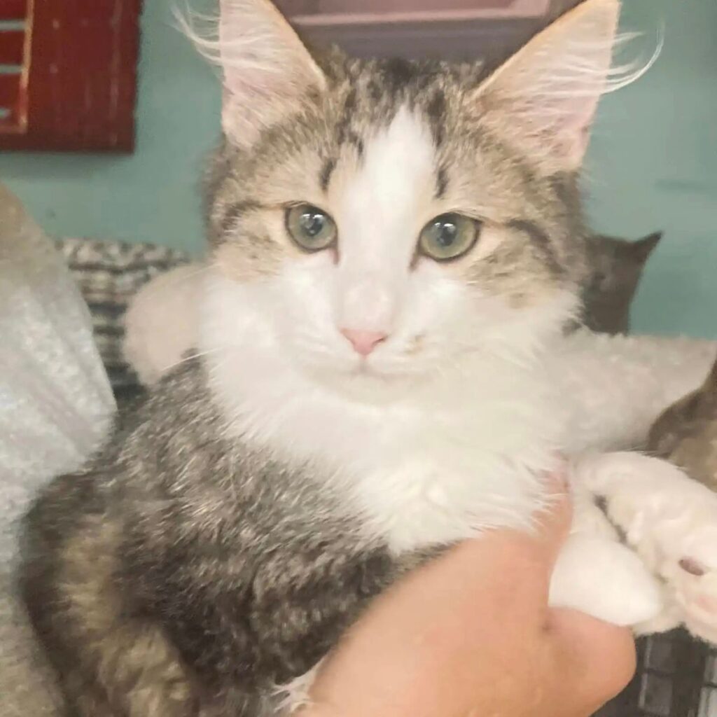 beautiful cat in the hands of a man